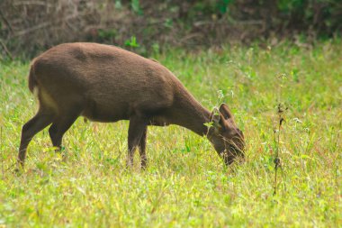 Domuz geyiği ormanın kenarında duruyordu. Küçük bir dee