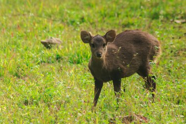 Domuz geyiği ormanın kenarında şüpheli görünüyordu. Küçük bir dee