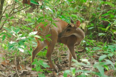 Ormanın kenarında havlayan geyik. Küçük bir dee