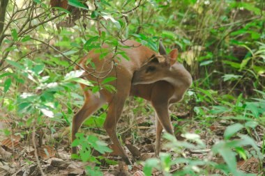 Ormanın kenarında havlayan geyik. Küçük bir dee