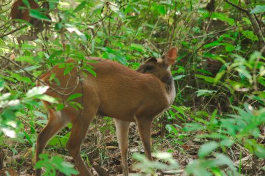Ormanın kenarında havlayan geyik. Küçük bir dee