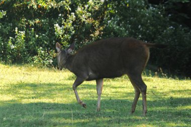 Kanunun üstünde duran bir geyik