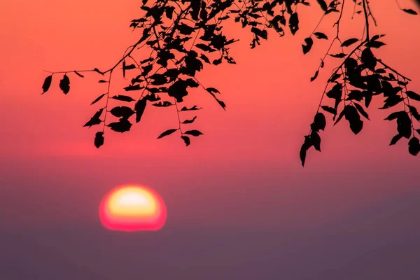 Paisagem Com Folhas Silhueta Nascer Sol Laranja Brilho Através Céu — Fotografia de Stock