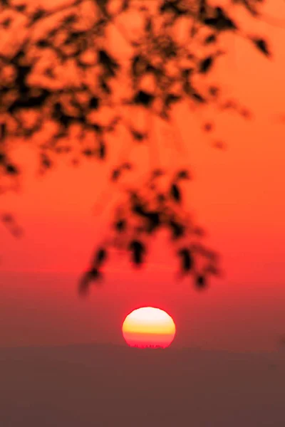Krajina Listy Silueta Východ Slunce Oranžová Záře Obloze Rostla Wicks — Stock fotografie