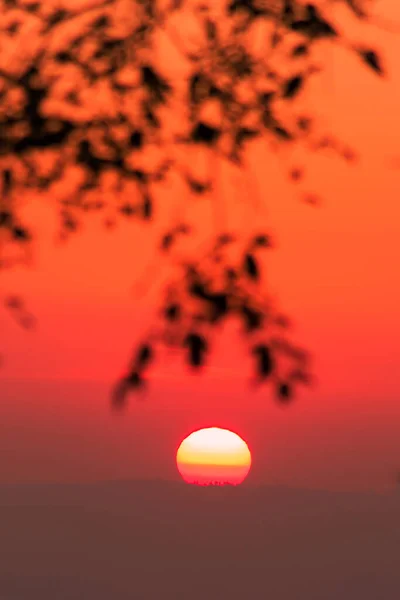 Paisagem Com Folhas Silhueta Nascer Sol Laranja Brilho Através Céu — Fotografia de Stock