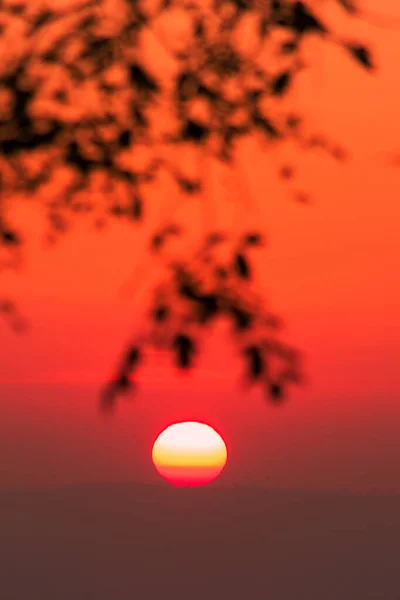 Paisagem Com Folhas Silhueta Nascer Sol Laranja Brilho Através Céu — Fotografia de Stock