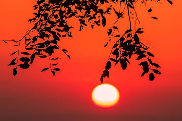 Paisagem Com Folhas Silhueta Nascer Sol Laranja Brilho Através Céu — Fotografia de Stock