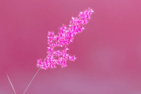 Landscape Grass Inclined Wind Sun Light Background — Stock Photo, Image