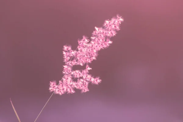 草地的景色是迎风倾斜的 在阳光的背景下 — 图库照片