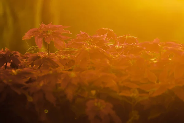 Рождественская Елка Poinsettia Имеет Красные Декоративные Листья Фоне Солнечного Света — стоковое фото