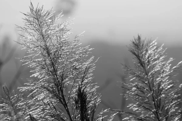 Herbe Balancée Par Vent Herbe Fond Foin Pollen Foin — Photo