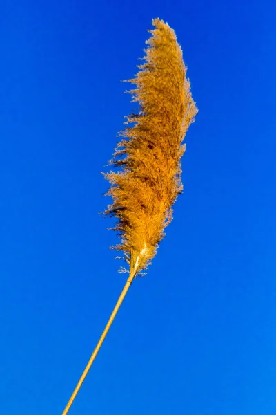 Blur Image Grass Flower Background Macro Blur Dried Grass Flower — Stock Photo, Image