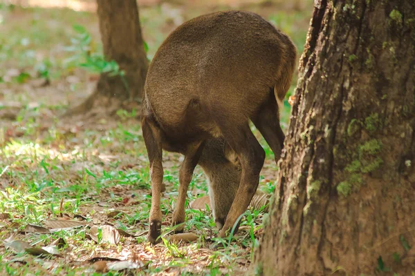 Veado Forrageando Borda Dos Inimigos — Fotografia de Stock