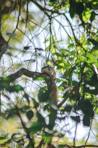 Finlaysons Eichhörnchen Schläft Einem Baum — Stockfoto