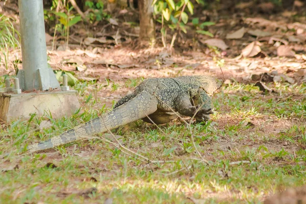 Salvador Reptil Son Naturalmente Activos Para Los Cadáveres Vivos —  Fotos de Stock