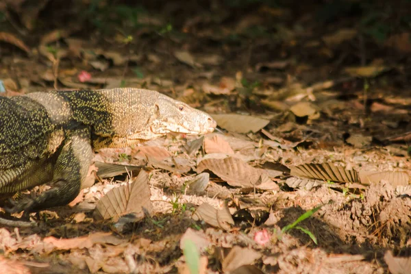 Salvator Reptile Naturally Active Living Carcasses — Stock Photo, Image