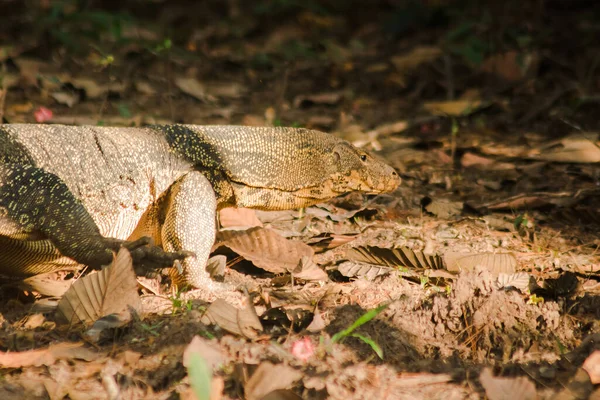 Salvator Reptile Naturally Active Living Carcasses — Stock Photo, Image