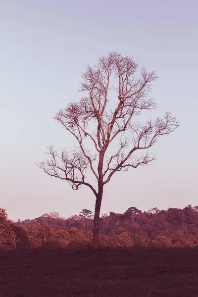 Landscape Trees Slopes Same Tree Sunlight — Stock Photo, Image