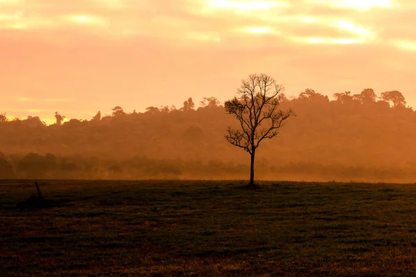 Landscape silhouette trees on the slopes of the lonely tree With the evening sun