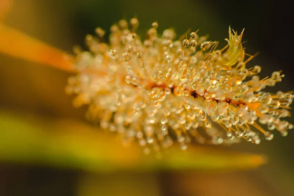 Wassertropfen Auf Grasblüten Wassertropfen Auf Morgenpollen Tau Auf Gras — Stockfoto