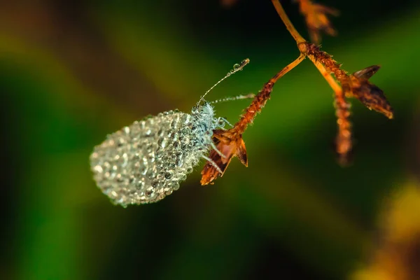 Kapky Vody Motýlech Leptosia Nina Květinách — Stock fotografie