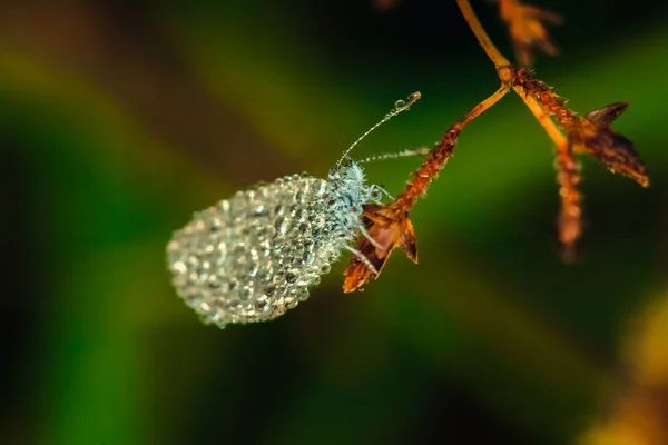 Vízcseppek Pillangókon Leptosia Nina Virágokon — Stock Fotó