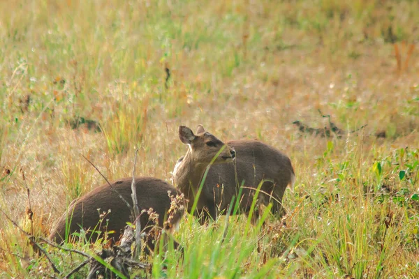 Hog Deer foraging in herds in the pasture