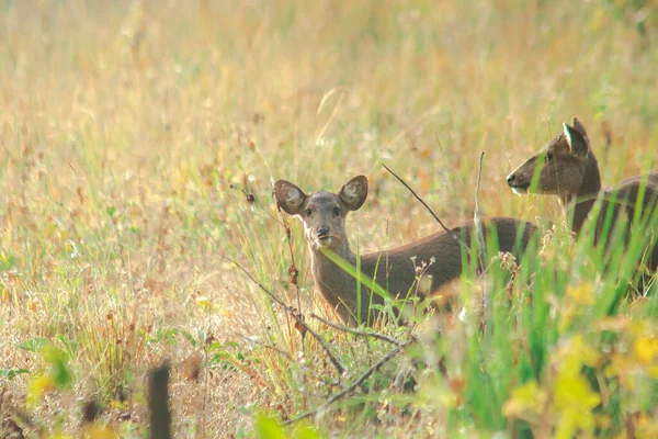 Varkensherten Foerageren Kuddes Wei — Stockfoto