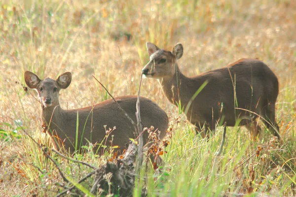 牧群中的猪鹿在牧场上觅食 — 图库照片