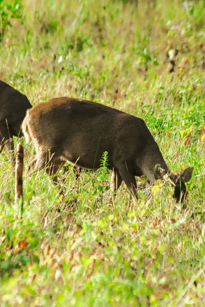 Ciervo Cerdo Alimentándose Rebaños Pasto —  Fotos de Stock