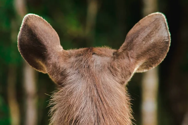 Öronen Ett Rådjur Ljusbruna Rådjur Päls Grov Och Stel — Stockfoto