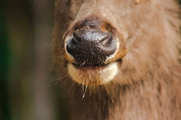 鹿的鼻子和嘴在毛皮周围粗糙 — 图库照片