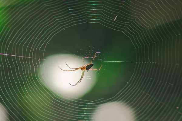 Павуки Природі Будують Сітки — стокове фото