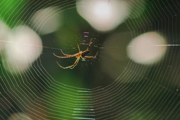 Arañas Tejedoras Orbes Naturaleza Están Construyendo Telas — Foto de Stock