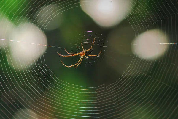 自然界中的梭织蜘蛛正在筑网 — 图库照片