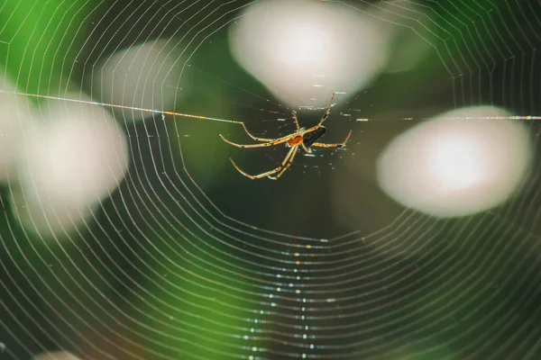 Les Araignées Tisseuses Orbe Dans Nature Construisent Des Toiles — Photo