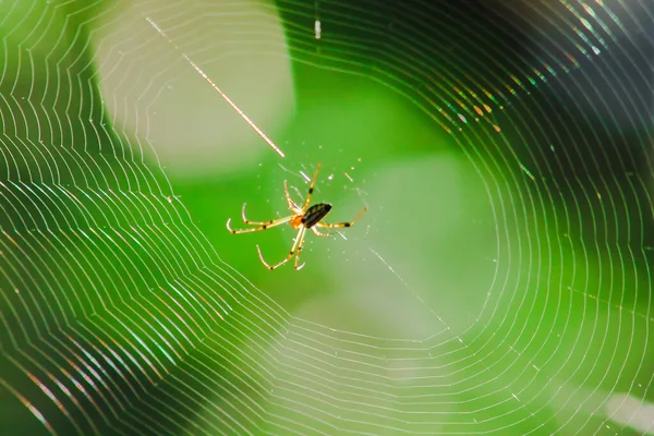 Aranhas Tecelãs Natureza Estão Construindo Teias — Fotografia de Stock