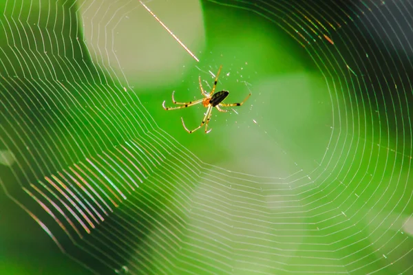 Doğadaki Küre Dokumacı Örümcekler Örüyor — Stok fotoğraf