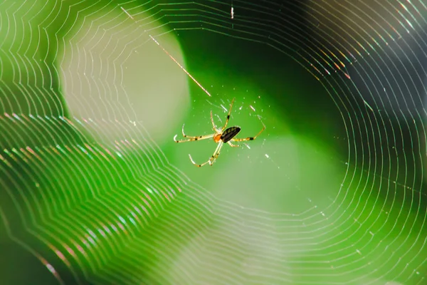 Spinnen Der Natur Bauen Netze — Stockfoto