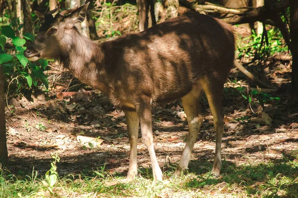 Ciervo Salvaje Sombra Del Bosque — Foto de Stock