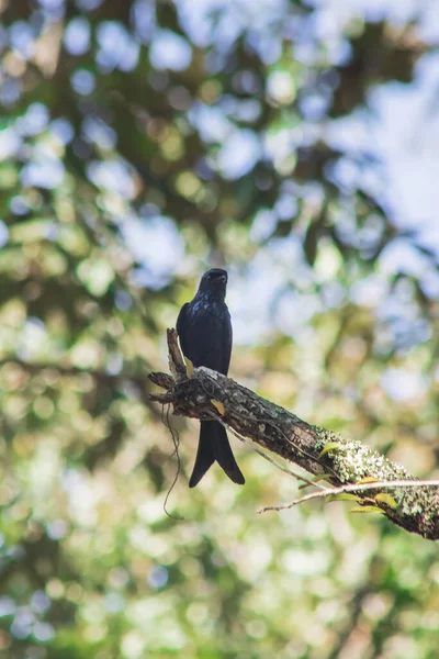 Drongo Negro Una Rama Pequeño Bir Encaramado — Foto de Stock