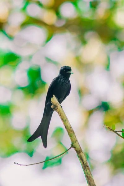 Black Drongo Ramo Pequeno Bir Poleiro — Fotografia de Stock