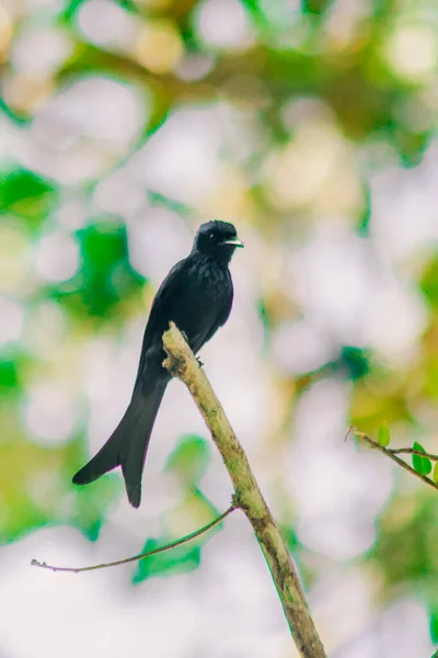 Black Drongo Ramo Pequeno Bir Poleiro — Fotografia de Stock