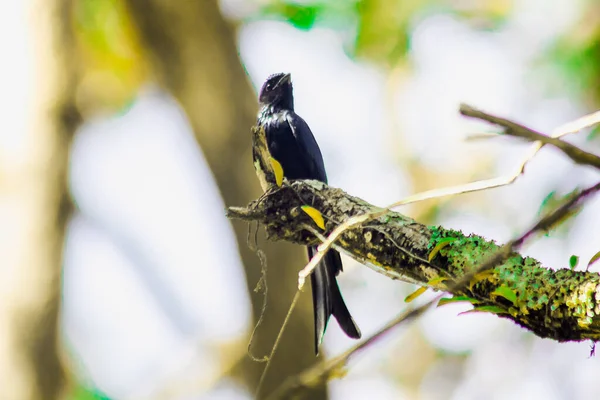 Drongo Hitam Pada Cabang Sebuah Bir Bertengger Kecil — Stok Foto