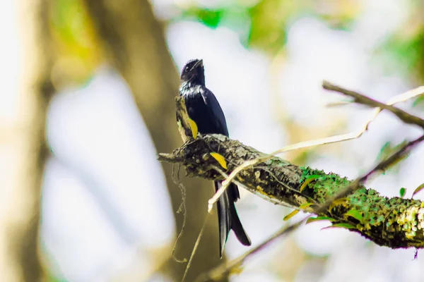 Drongo Hitam Pada Cabang Sebuah Bir Bertengger Kecil — Stok Foto