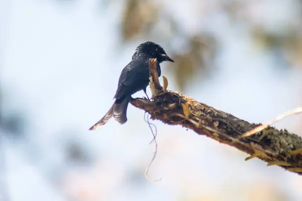 Drongo Hitam Pada Cabang Sebuah Bir Bertengger Kecil — Stok Foto