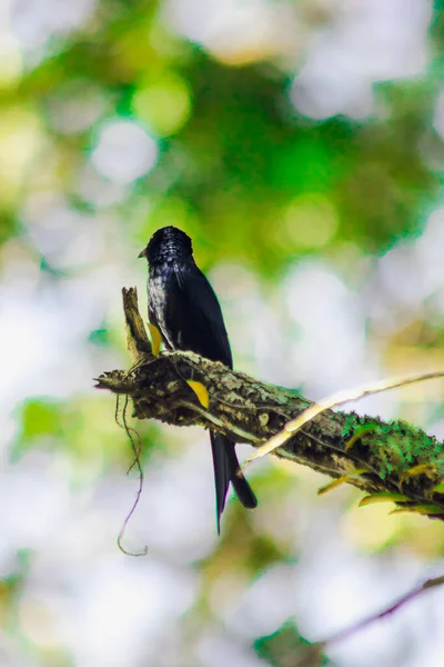 Drongo Noir Sur Une Branche Petit Bir Perché — Photo