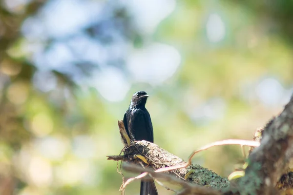 Drongo Noir Sur Une Branche Petit Bir Perché — Photo