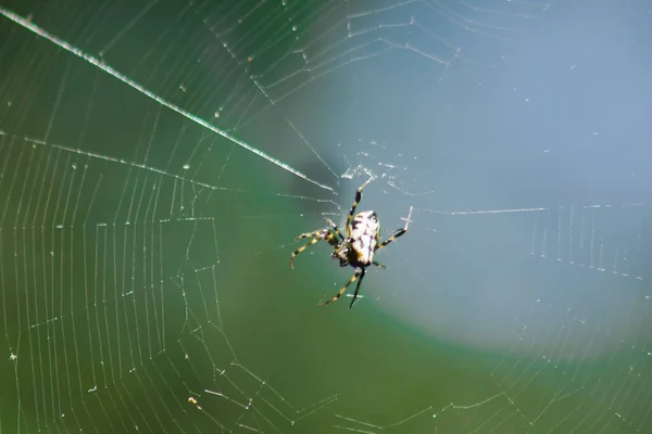 Die Spinne Ist Auf Dem Blatt Die Beute Einzufangen — Stockfoto
