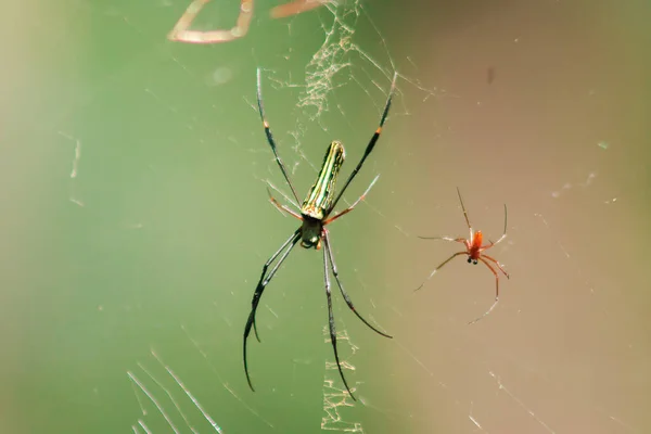 Nephila Maculata Pókok Fekszenek Leveleken Hogy Csapdába Ejtsék Zsákmányt — Stock Fotó
